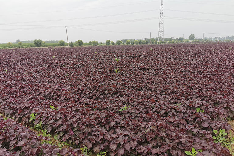 安國(guó)紫蘇基地